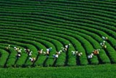 Du lịch Mộc Châu trải nghiệm những điều thú vị